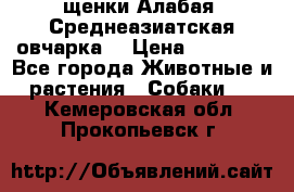 щенки Алабая (Среднеазиатская овчарка) › Цена ­ 15 000 - Все города Животные и растения » Собаки   . Кемеровская обл.,Прокопьевск г.